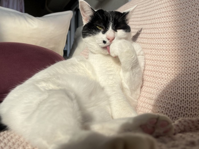 座っているらんちゃん