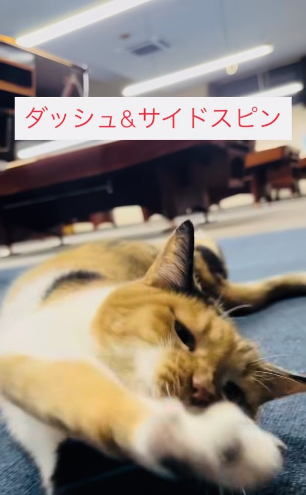 飼い主さんの前でゴロンする看板猫