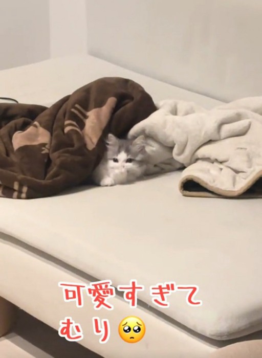 ゴロゴロする猫