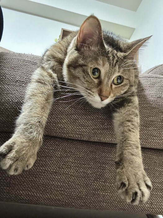 腕を伸ばし頭が垂れていても楽しそうな猫