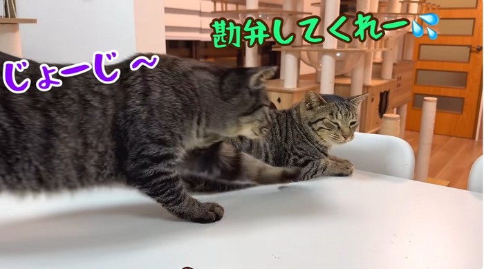 逃げる猫と追いかける猫