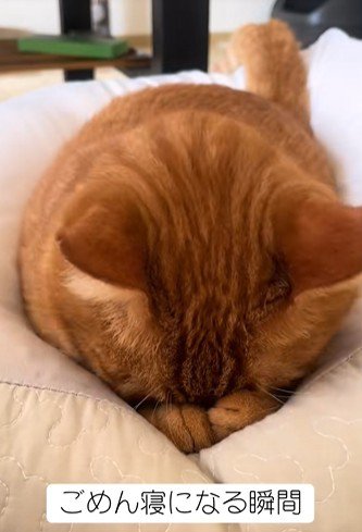 顔を前足に埋める猫