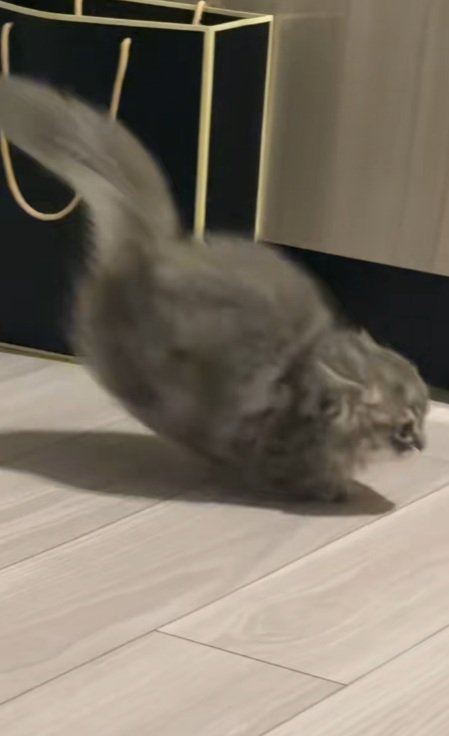 駆けだすミヌエットの子猫