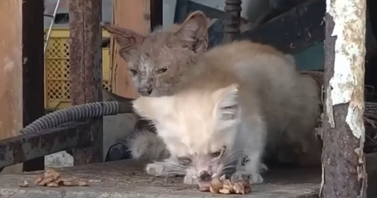 ボロボロの子猫たち