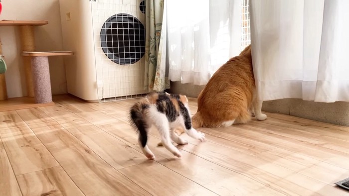 三毛ちゃんの後ろ姿