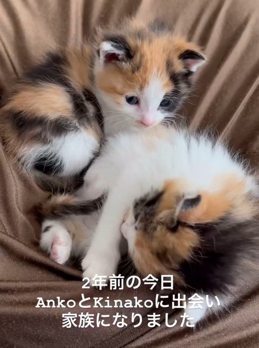 くっついている2匹の子猫