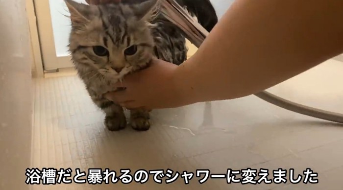 シャワーをされている猫
