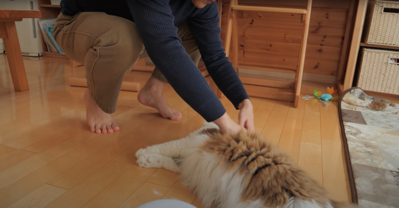 フローリングに横たわって撫でられる猫