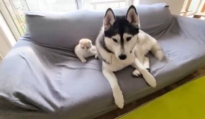 ハスキーのそばにいる子猫