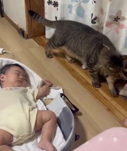 赤ちゃんの近くを歩く猫