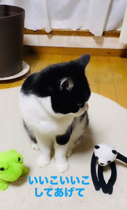 猫とぬいぐるみ