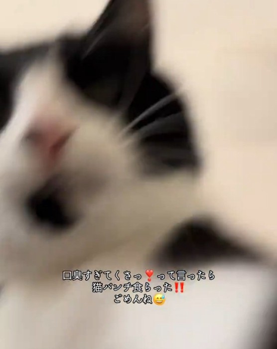 猫パンチするオレオちゃん