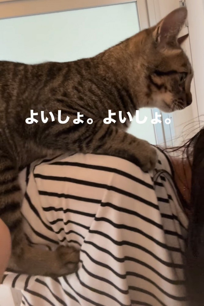 人の肩によじ登る猫