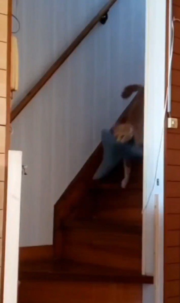 ぬいぐるみをくわえて階段を下りる猫