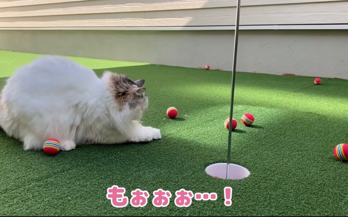 爪とぎする猫