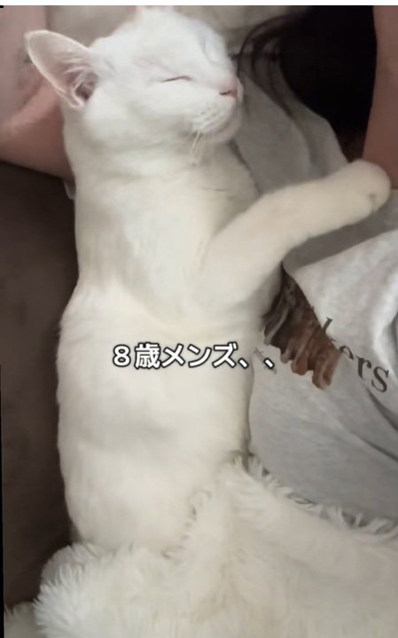 気持ちよさそうな猫