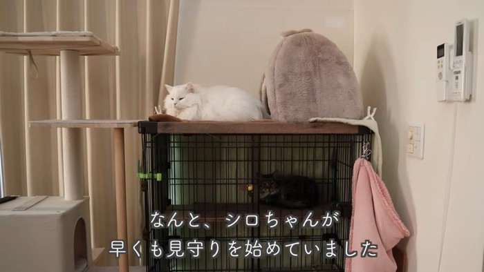 テロップ「なんと、シロちゃんが~」