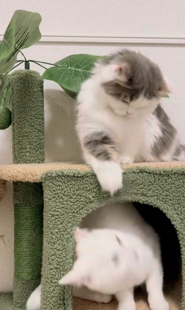 猫パンチの写真1