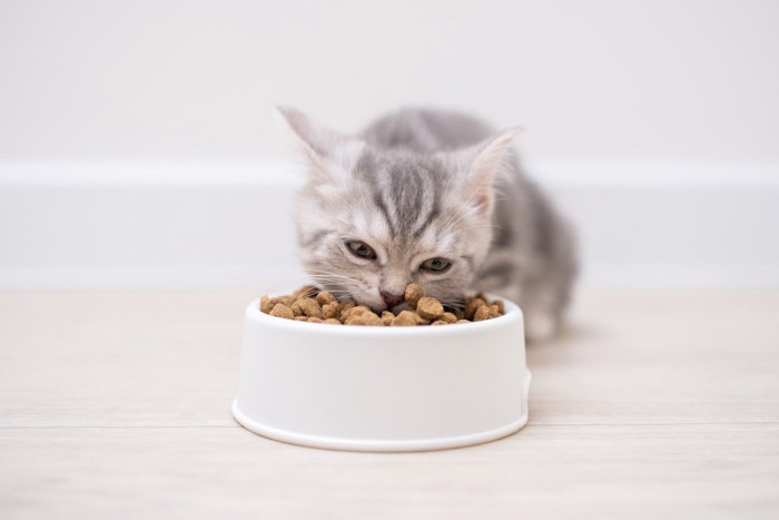 夢中になって食べる子猫