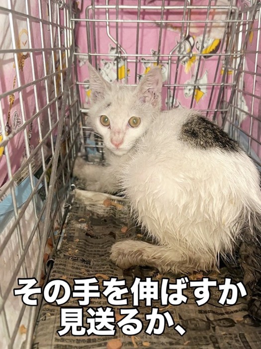 捕獲器の奥にいる子猫