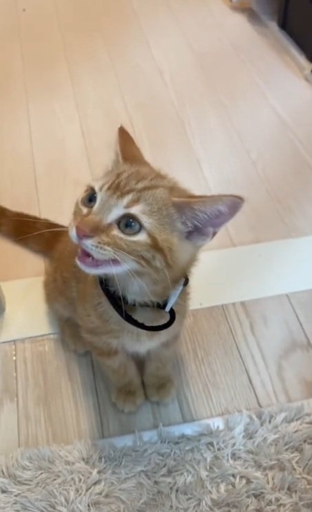 横を向いて鳴いている茶トラの子猫