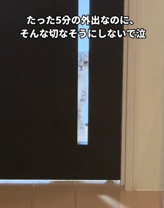 ドアの向こうにいる猫