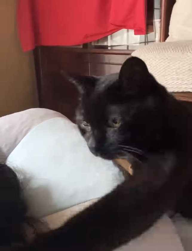 左前足を飼い主の頭に伸ばしている黒猫