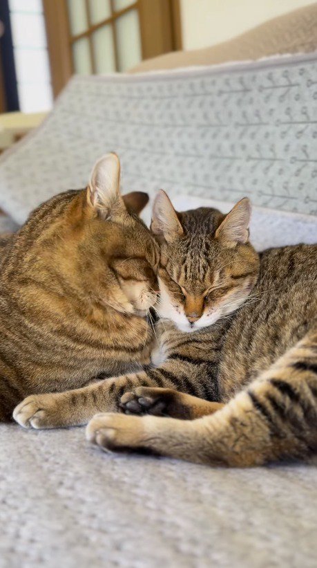 闘病中の猫にずっと頭をくっつけているキジトラ猫