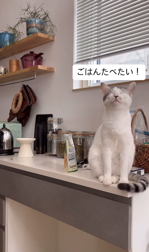 カウンターの上に座って目を瞑る猫「ごはんたべたい！」