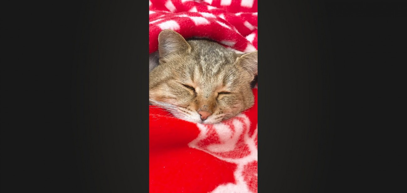 毛布に包まれて