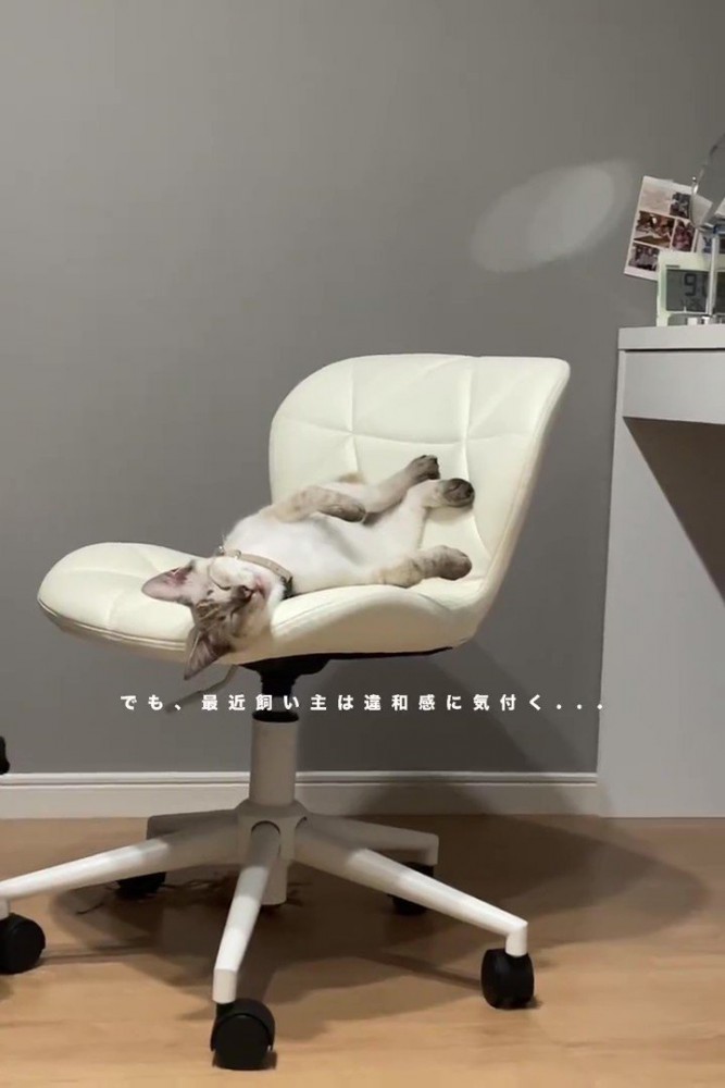 イスの上で寝ている猫