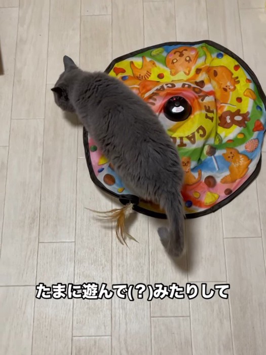 おもちゃに乗る猫