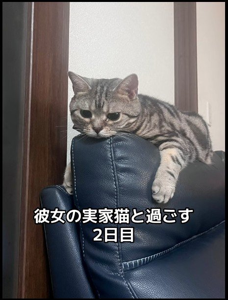 ソファの上に乗っている猫