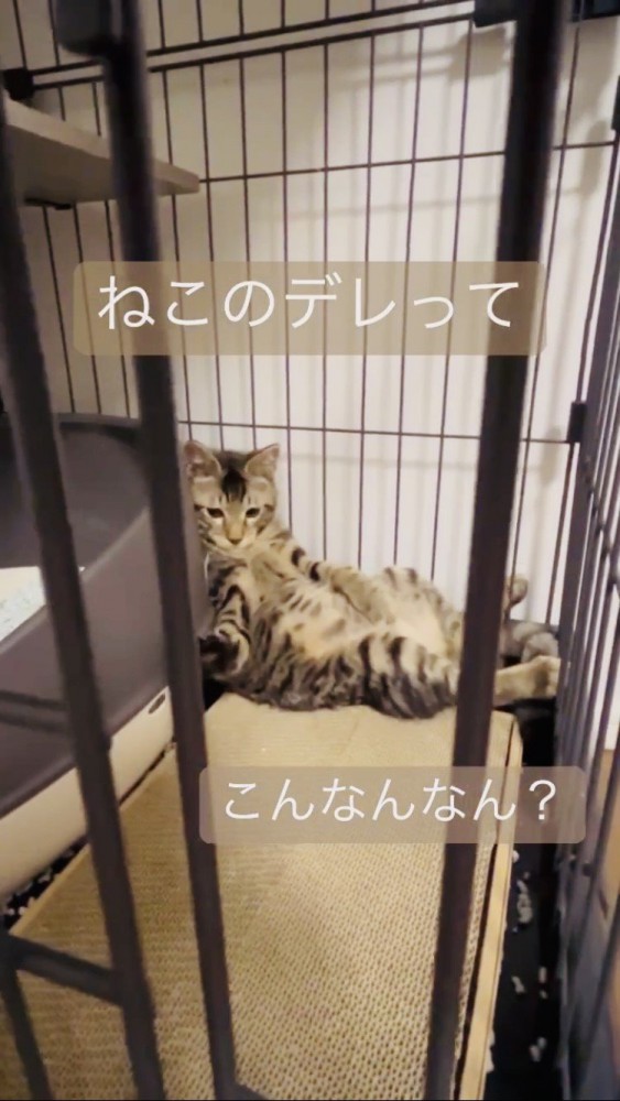 ケージの中でくつろぐキジトラ猫