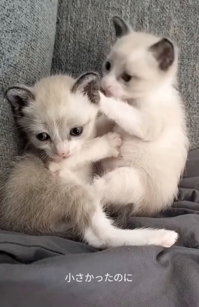 保護された2匹の子猫