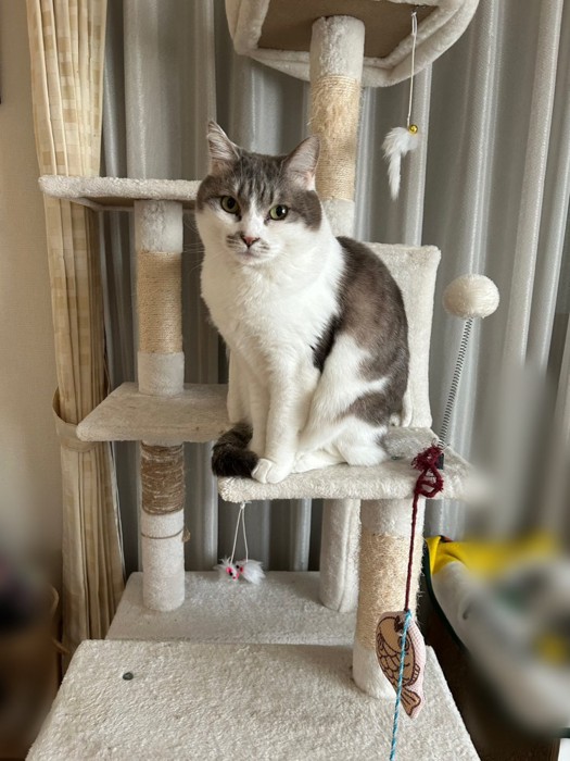 キャットタワーに座る猫