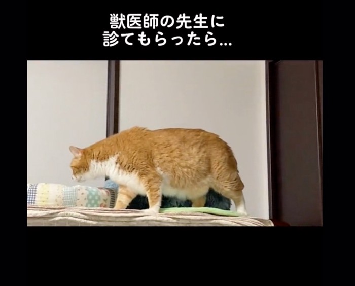 ベッドの奥を見遣る猫