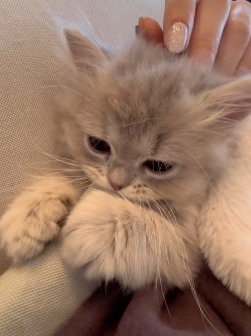 クッションの角をかじっている子猫