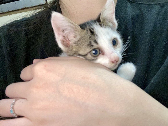 飼い主に抱っこされる子猫