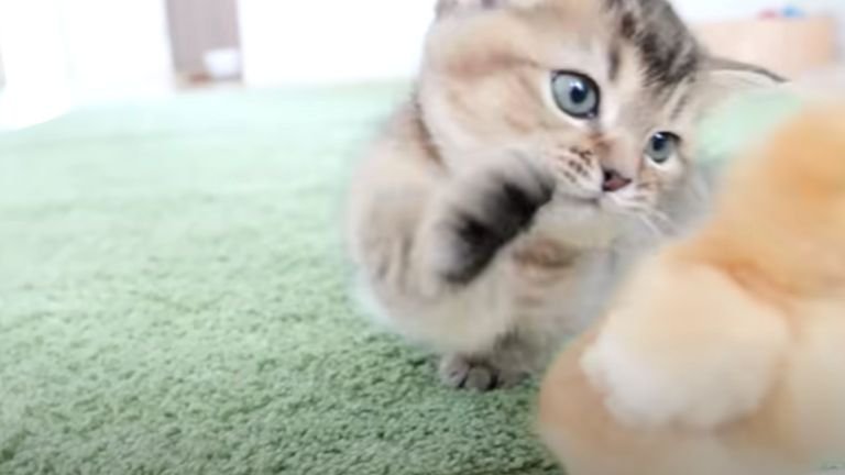 カーペットの上にいる子猫とヒヨコ