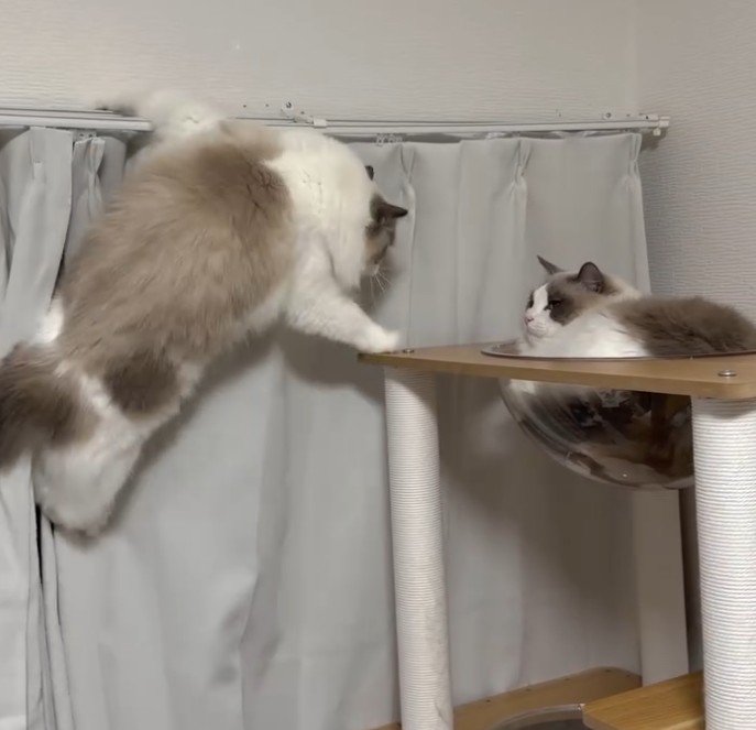 タワーにタッチする猫とタワーにいる猫