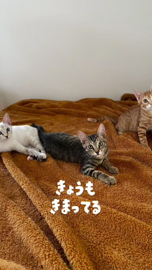 毛布の上でカメラを見つめる3匹の子猫