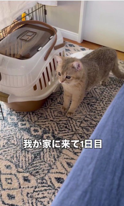 キャリーバッグの横に立っている猫