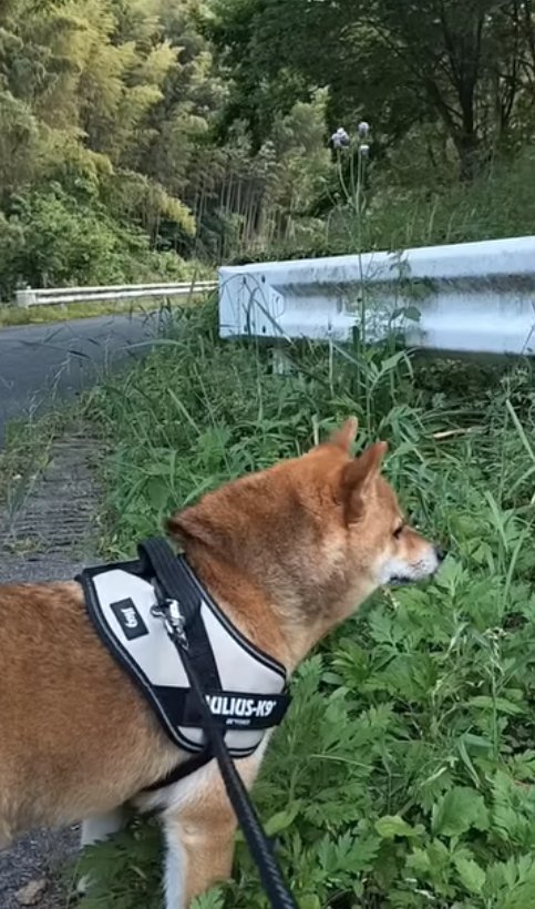 画面右側を見ているお散歩中の柴犬