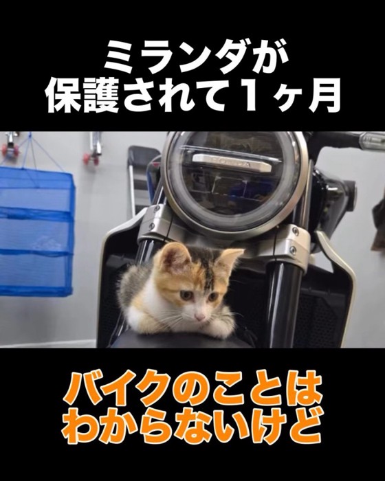 バイクに乗る子猫