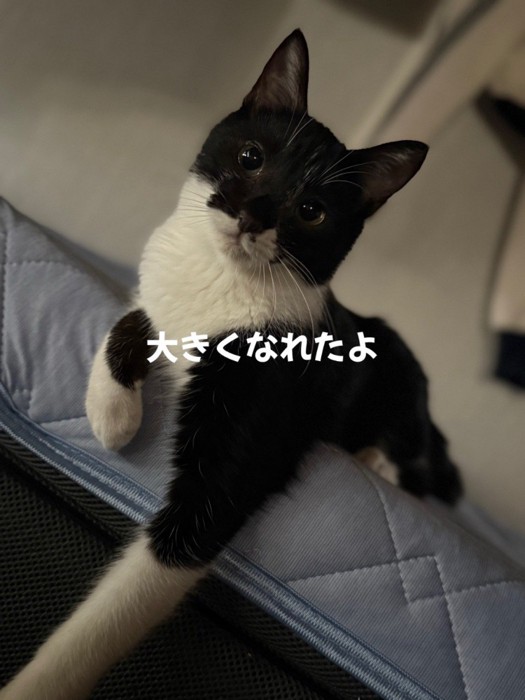 前足をおろす猫