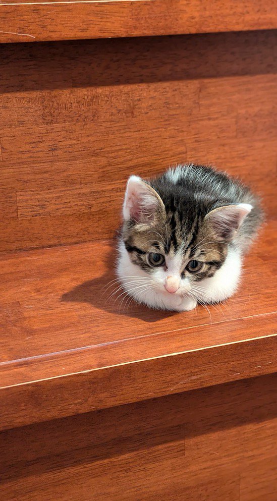 黄色い瞳になった子猫