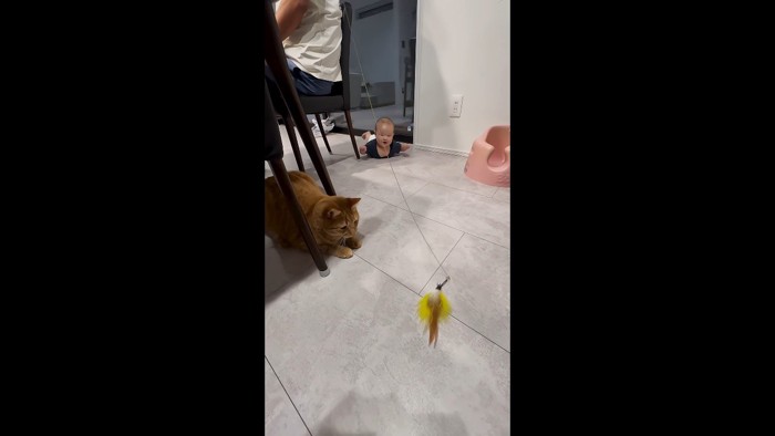 猫じゃらし遊び