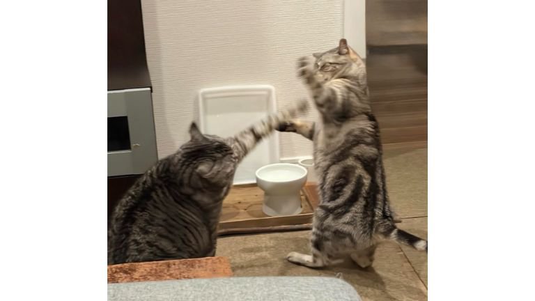 室内にいる猫