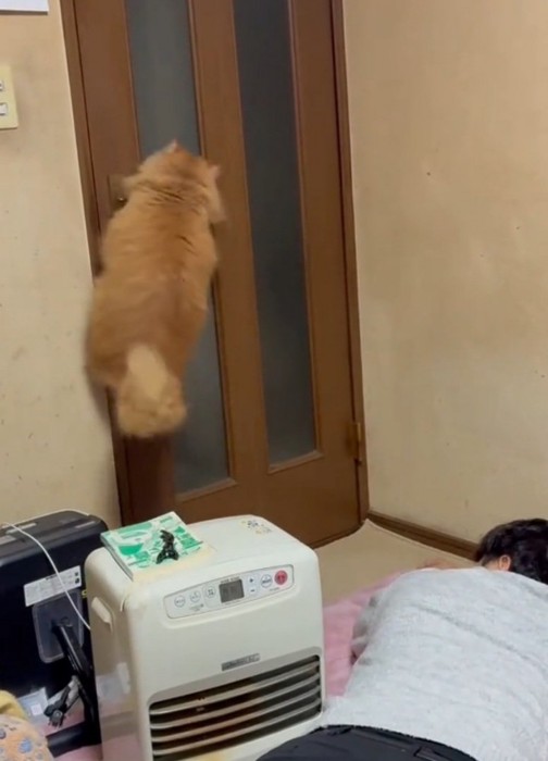 再度ジャンプする猫